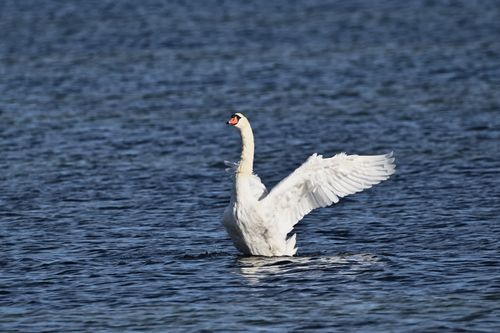 Free A beautiful mute swan extends its wings gracefully on a serene lake, capturing a peaceful moment in nature. Stock Photo