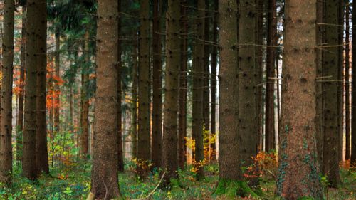 Free Serene forest landscape with tall trees and autumn foliage. Stock Photo