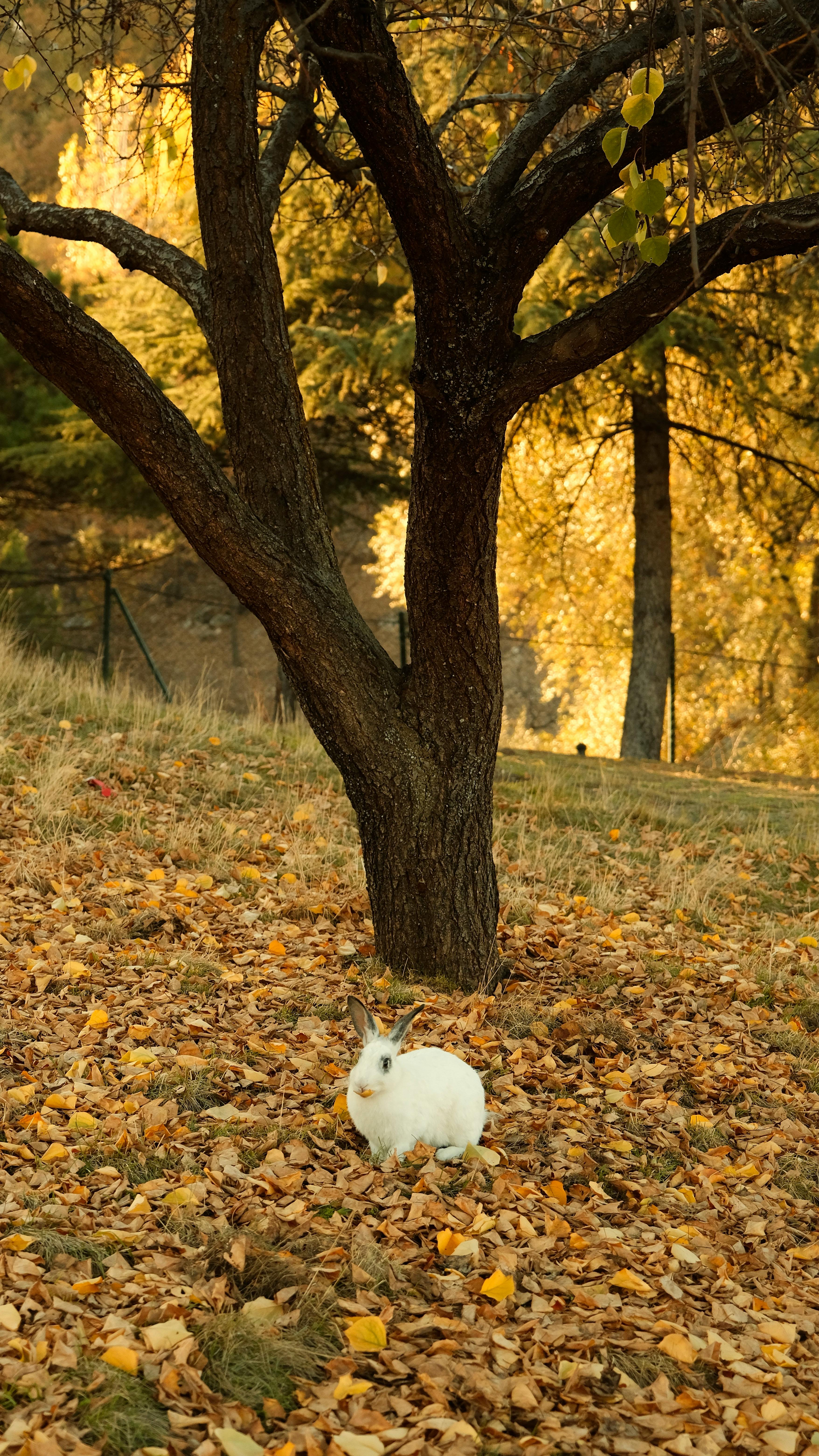 Brer Rabbit Photos, Download The BEST Free Brer Rabbit Stock Photos ...