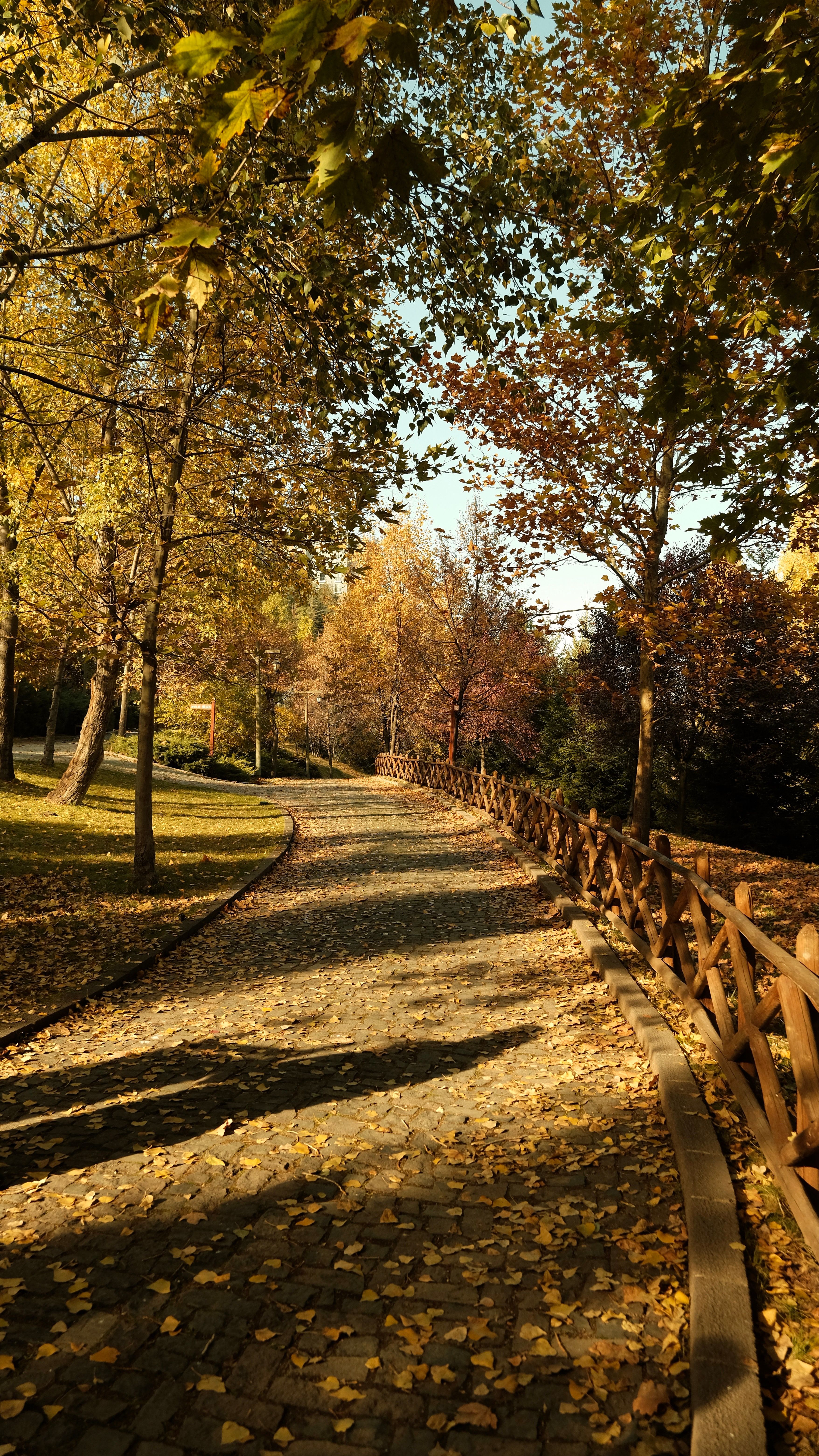 Scenic Autumn Pathway Lined with Colorful Trees · Free Stock Photo