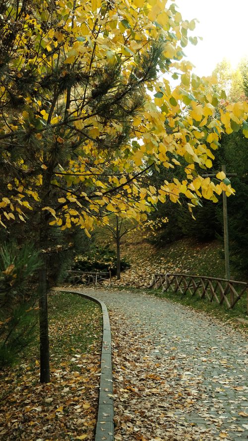 Free A peaceful outdoor path lined with trees and autumn leaves creates a serene setting. Stock Photo