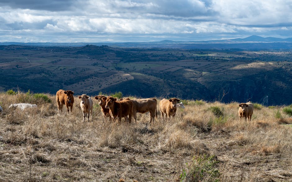 Vacas leiteiras saudáveis pastando em campo verde, refletindo alta produtividade e bem-estar animal.