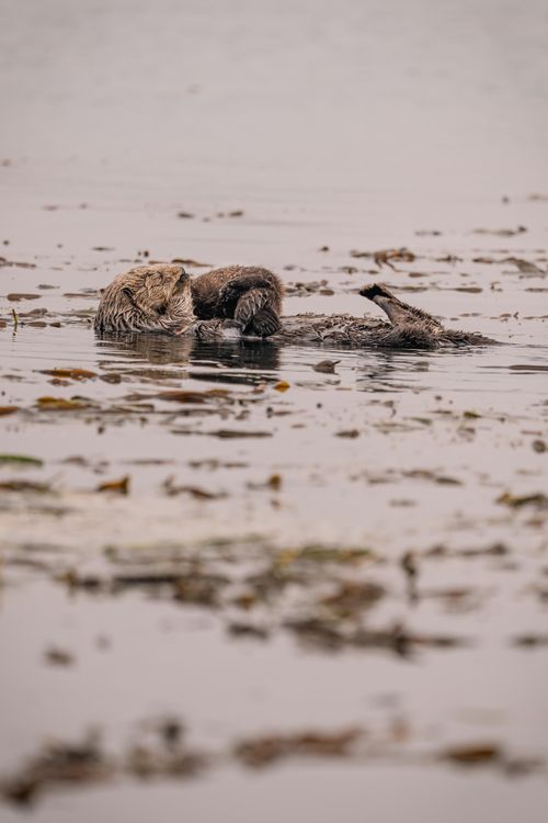Free A peaceful scene of two sea otters floating among kelp in tranquil waters. Stock Photo