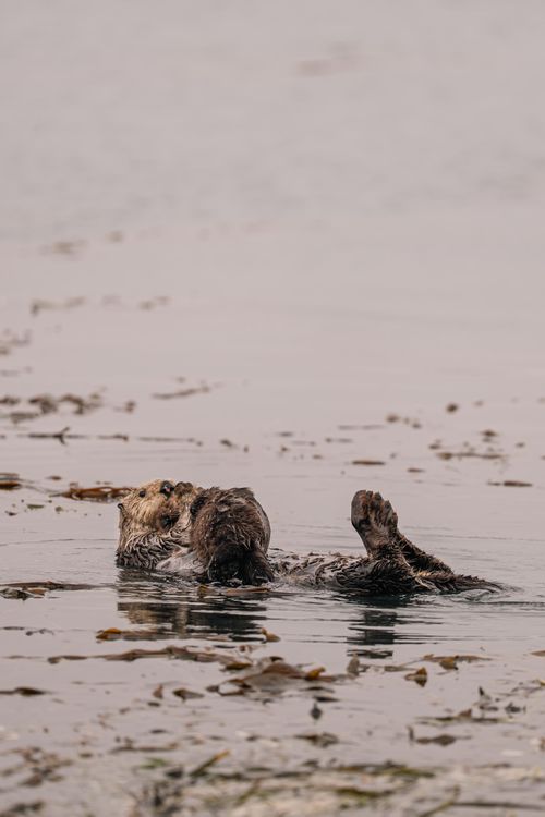 Free A sea otter relaxes among kelp, floating on a calm body of water, embodying tranquility. Stock Photo