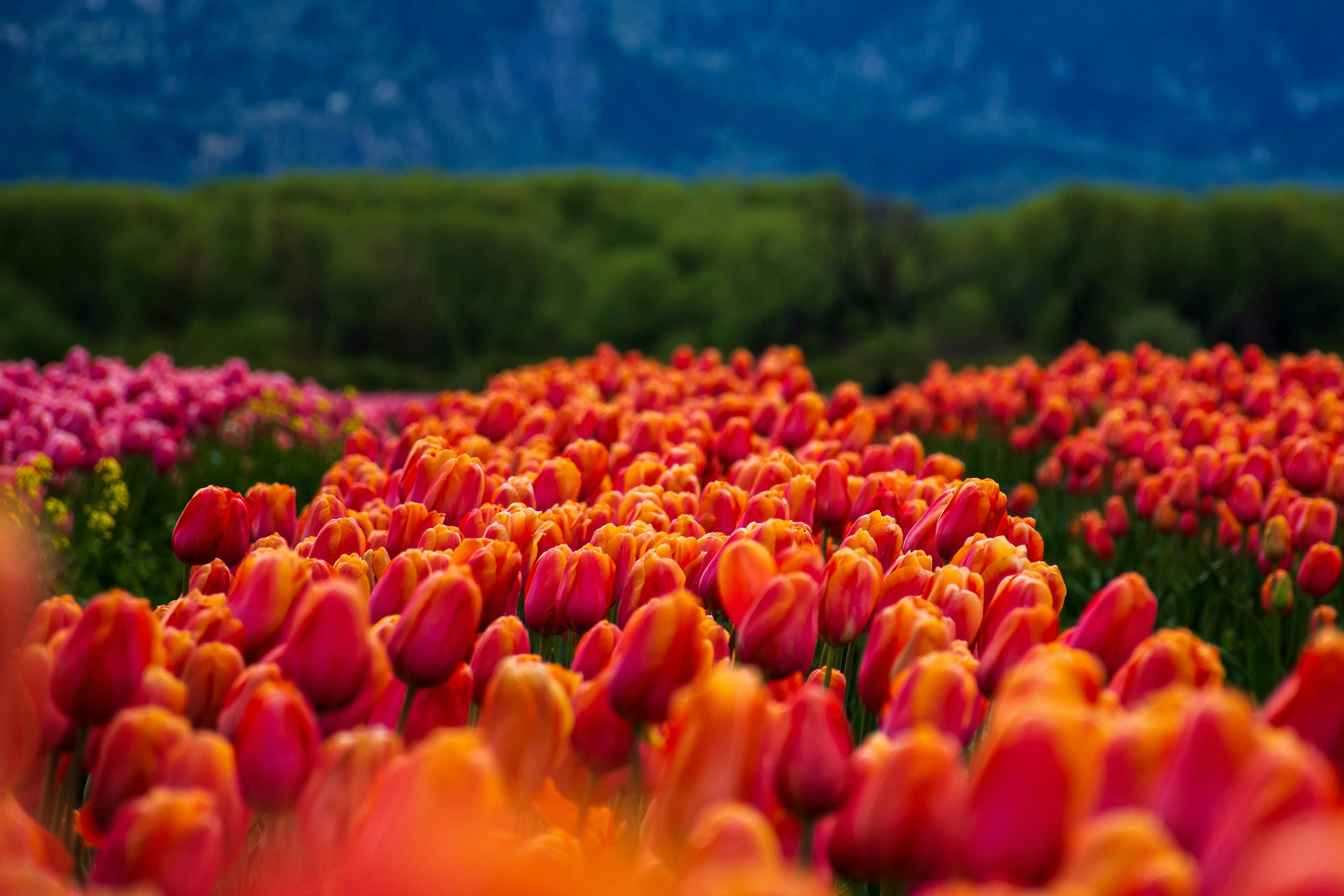 雲林國際偶戲節勇奪12設計大獎 23年吸引逾250萬人次