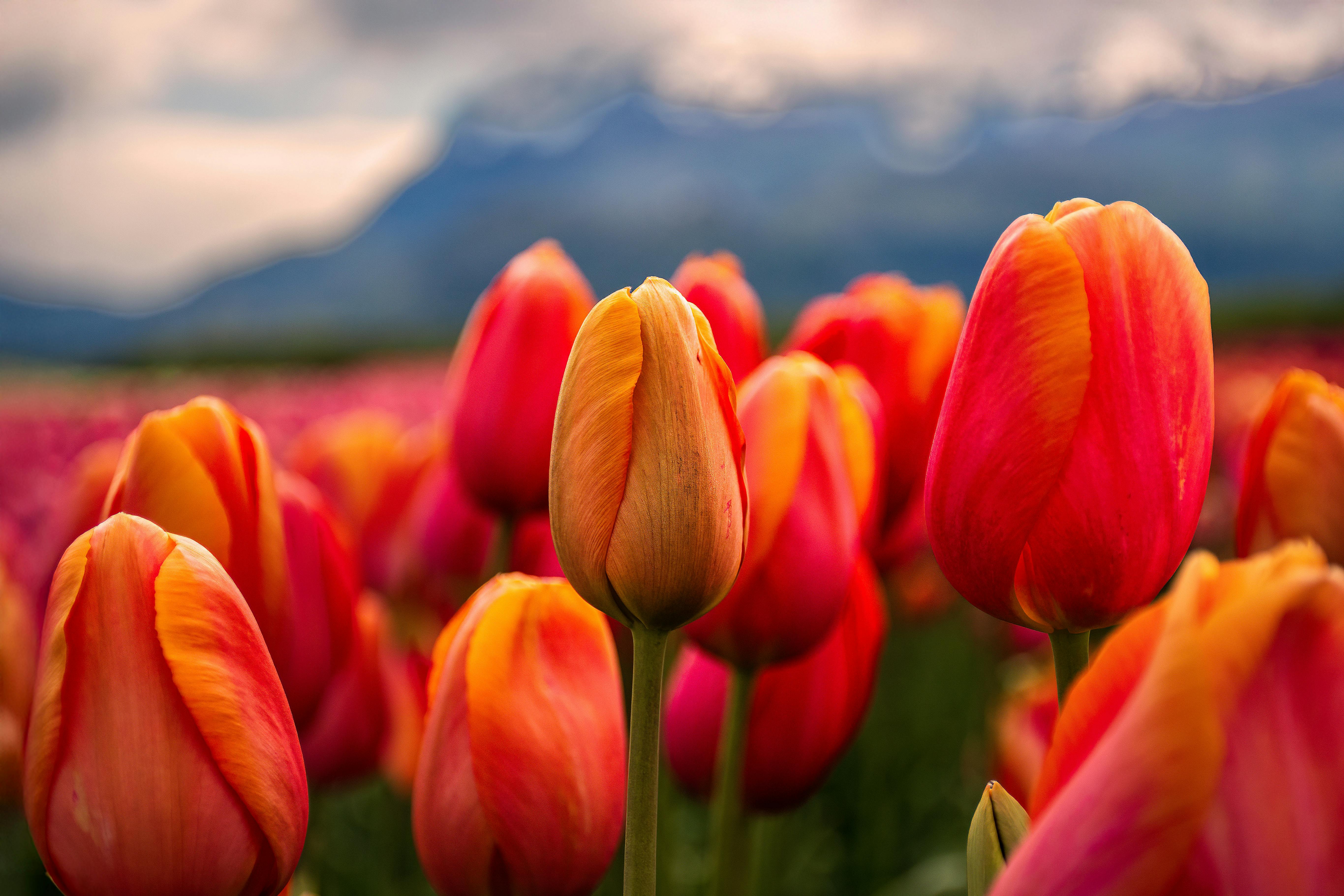 雲林國際偶戲節勇奪12設計大獎 23年吸引逾250萬人次