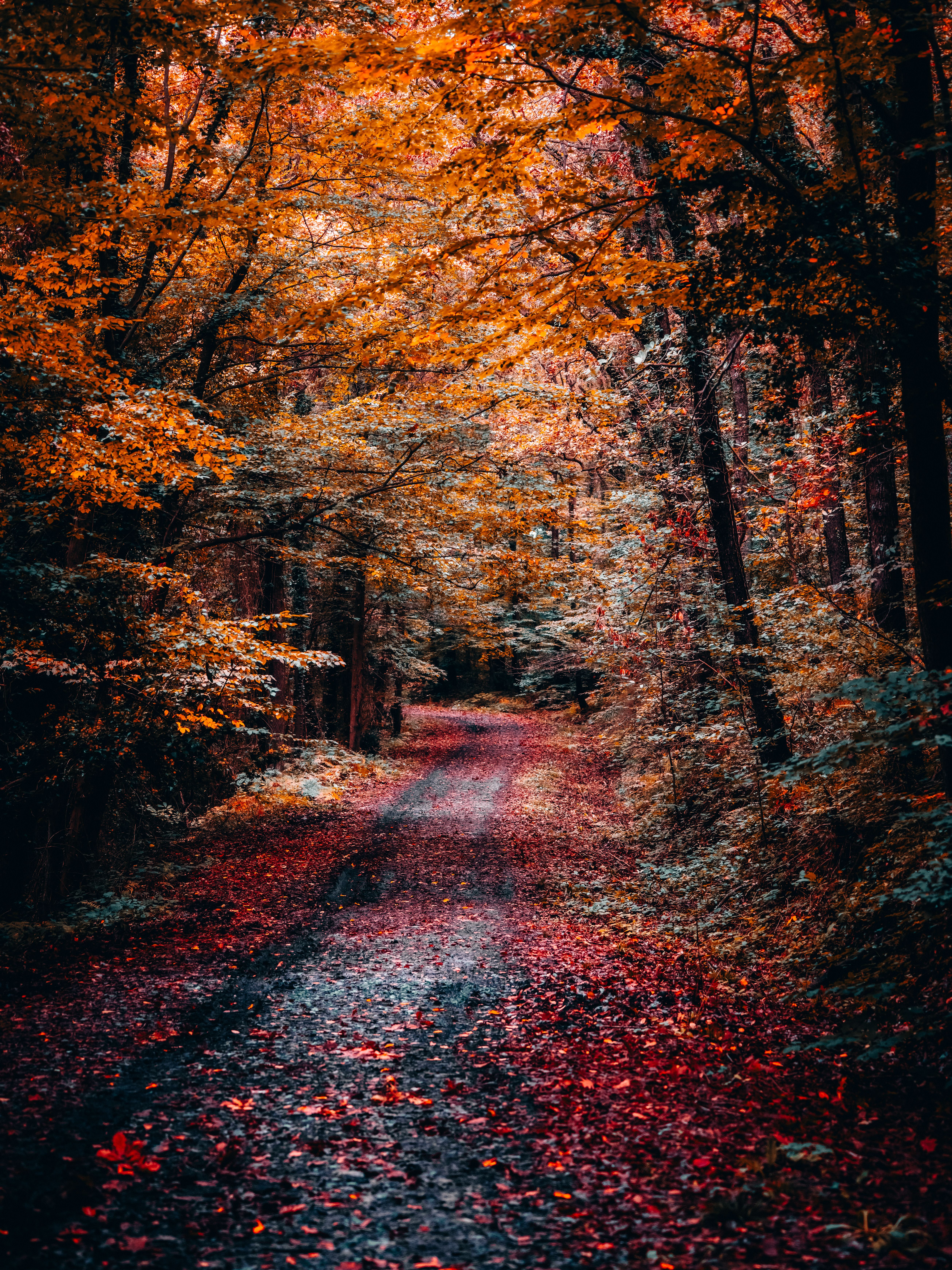 Enchanting Autumn Trail in Vibrant Forest · Free Stock Photo