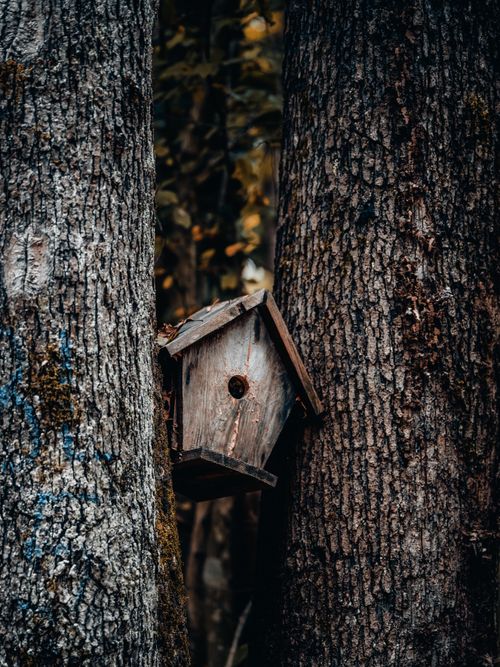 Free A rustic wooden birdhouse nestled between two trees captures nature's charm. Stock Photo