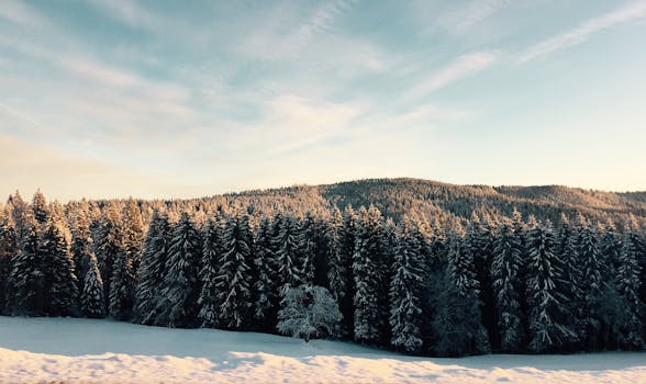 日出时分，白雪覆盖的冬季森林景观令人惊叹，天空一片宁静