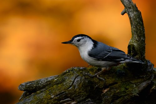 Free A white-breasted nuthatch perched on a mossy branch against a warm autumn background. Stock Photo