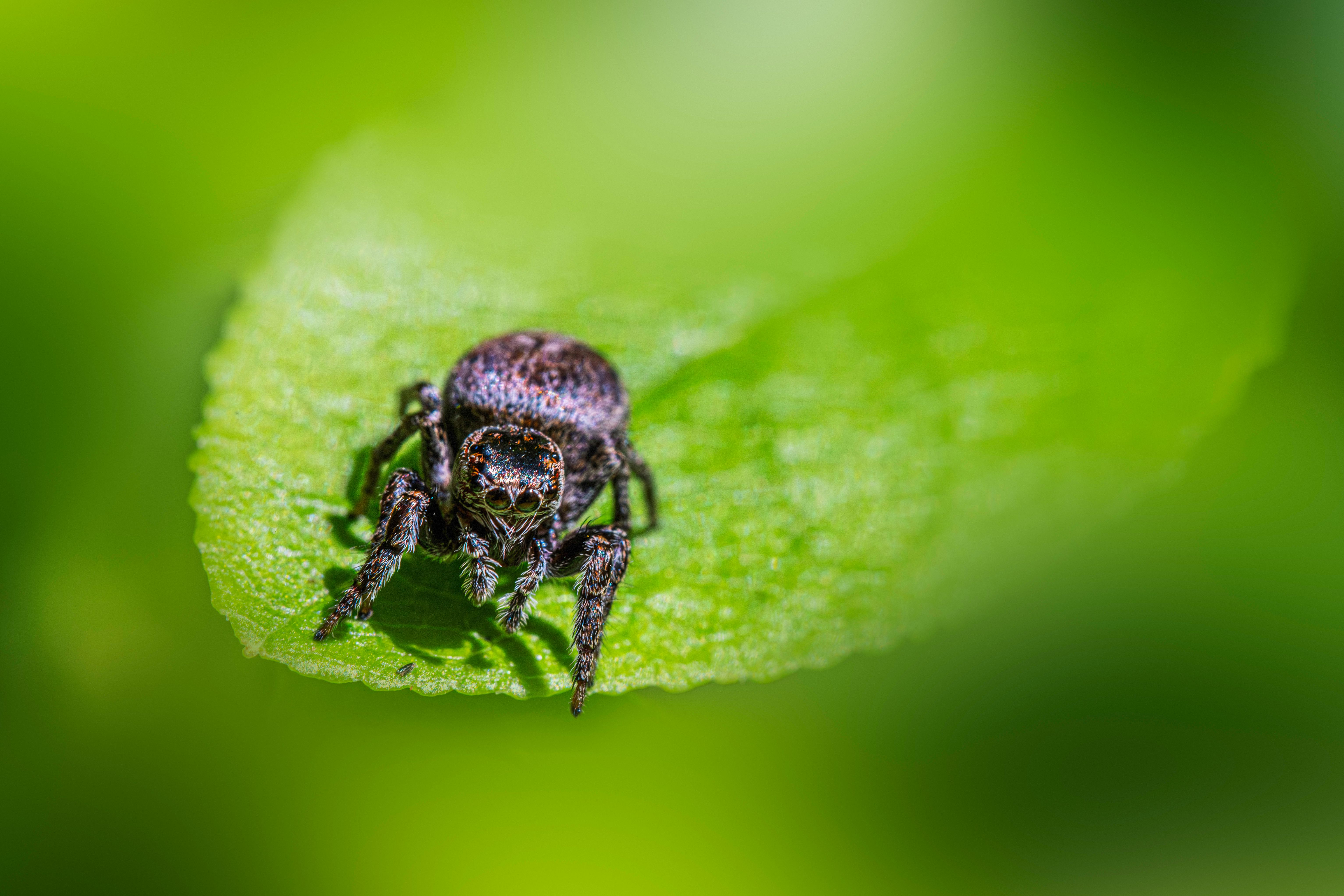 Macro Shot of Jumping Spider on Green Leaf · Free Stock Photo