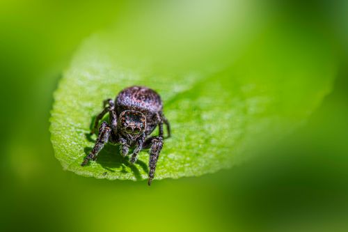 Free Closeup of a jumping spider on a bright green leaf, showcasing vibrant summer nature. Stock Photo