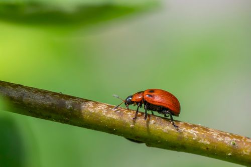 Free Detailed macro image of a red beetle on a branch with a vivid green background. Stock Photo