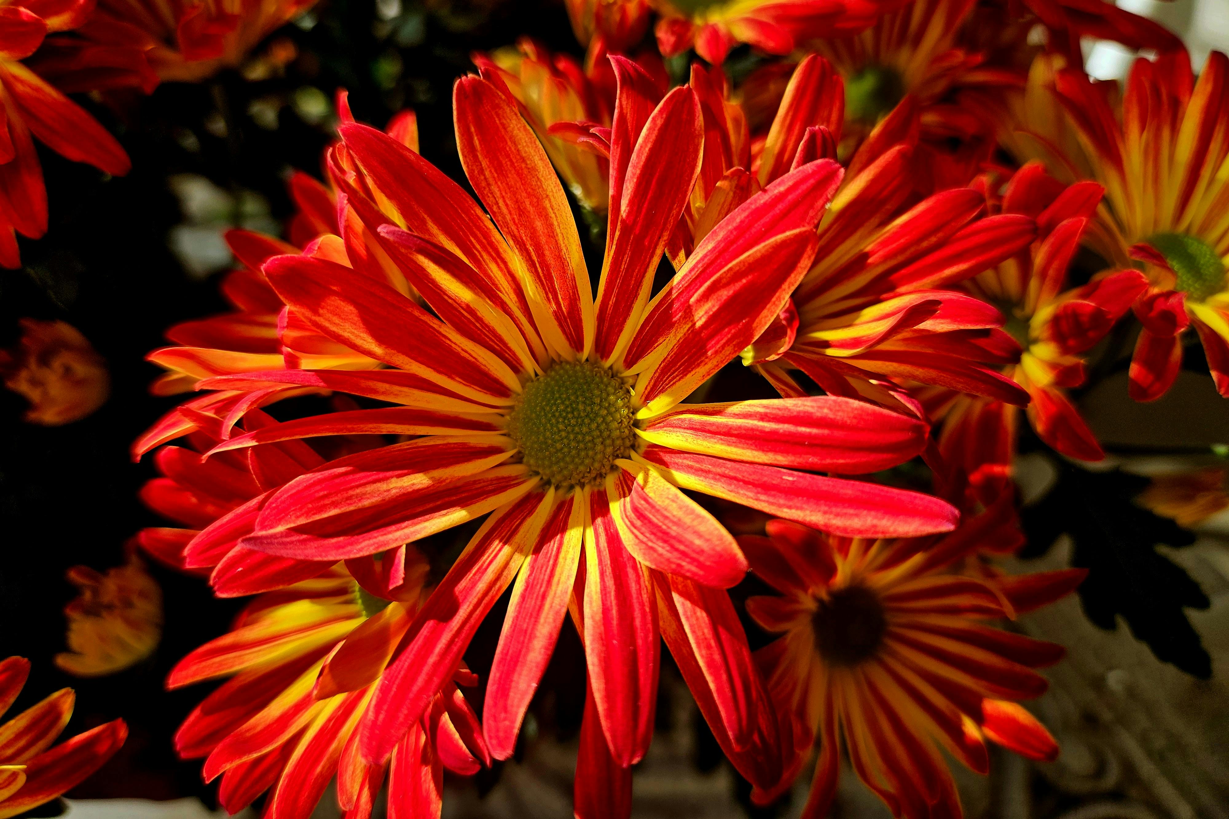 [ColoSach]-close-up-of-a-vibrant-red-and-yellow-chrysanthemum-flower-in-full-bloom.