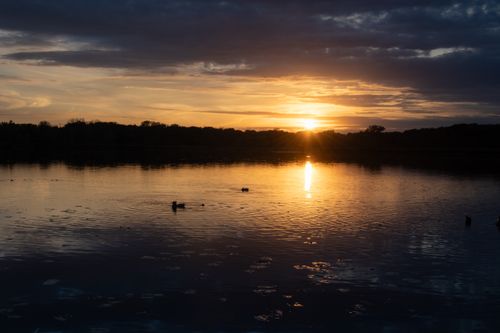 Free Tranquil sunset over a lake with ducks and lily pads, offering a serene natural view. Stock Photo