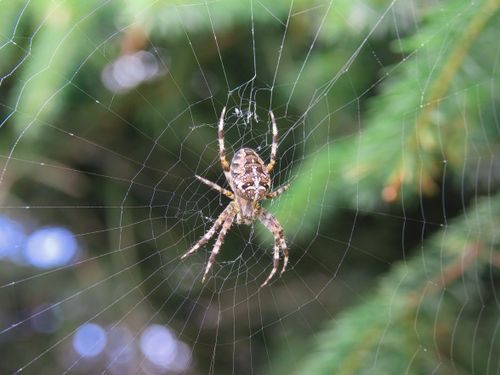 Free Detailed close-up of a garden spider (Araneus diadematus) in its web amidst greenery. Stock Photo