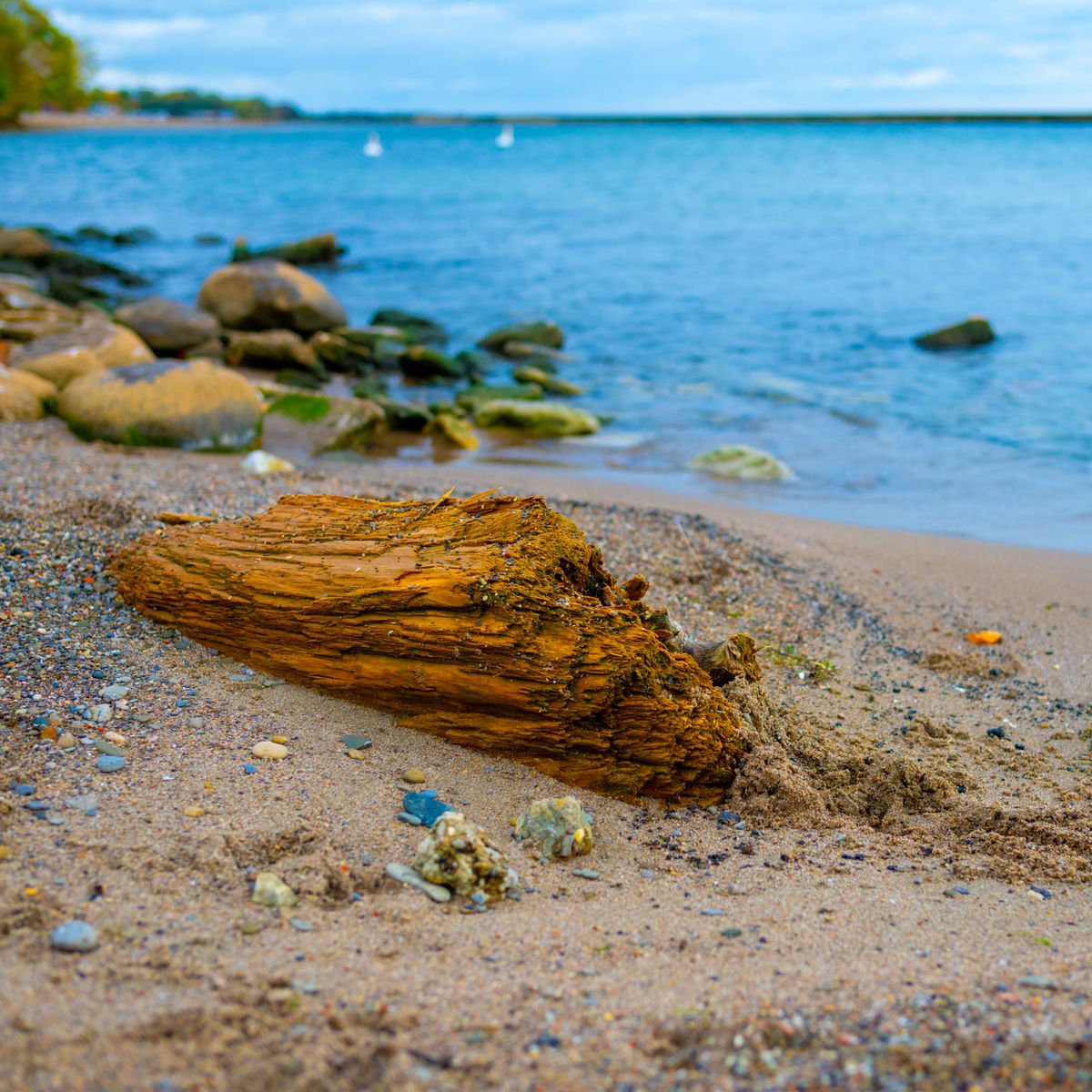 Bois flotté posé sur une plage