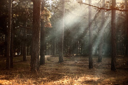 Why Foggy Fall Mornings Feel So Mysterious and Magical