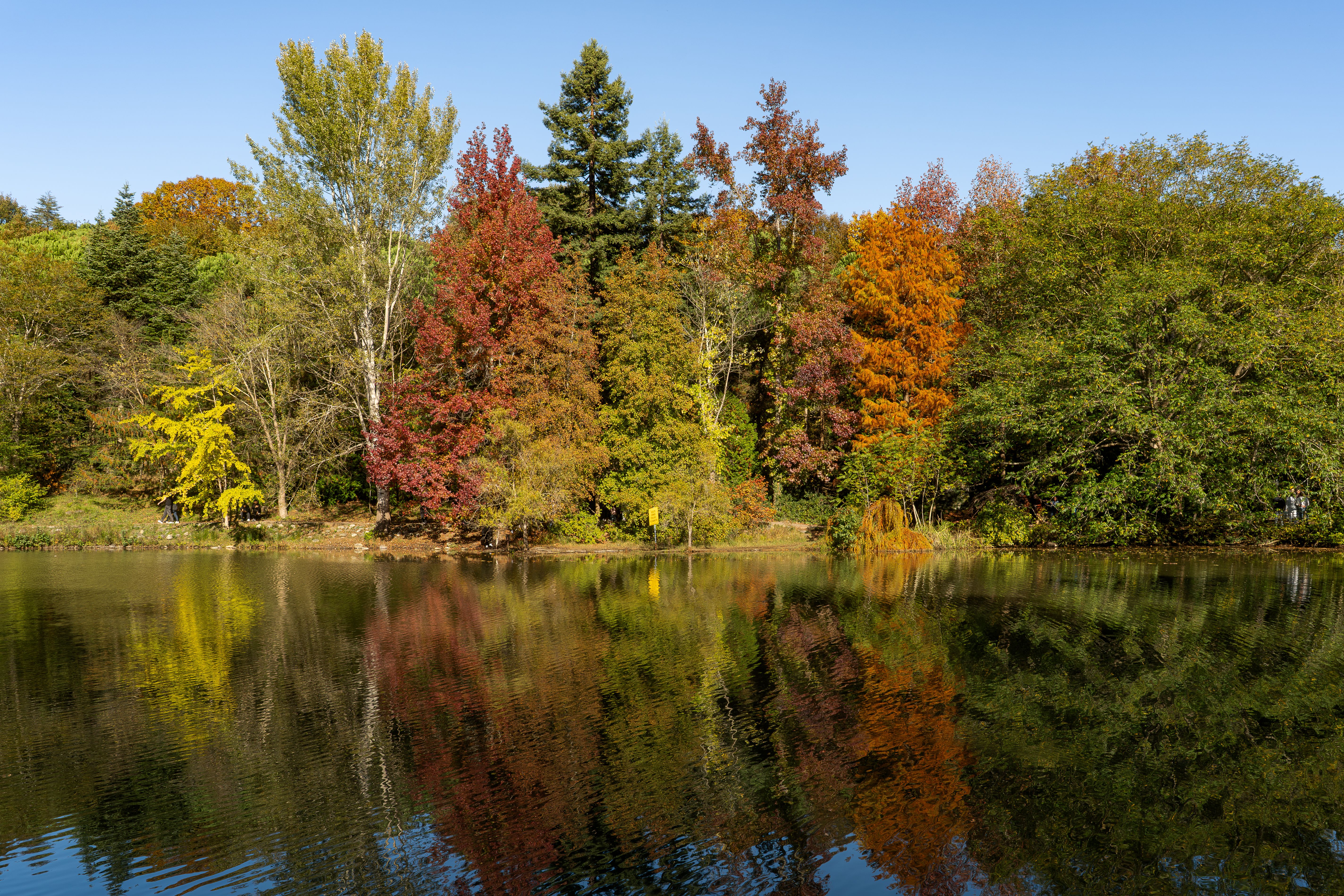 Vibrant Autumn Trees Reflected on a Tranquil Lake · Free Stock Photo