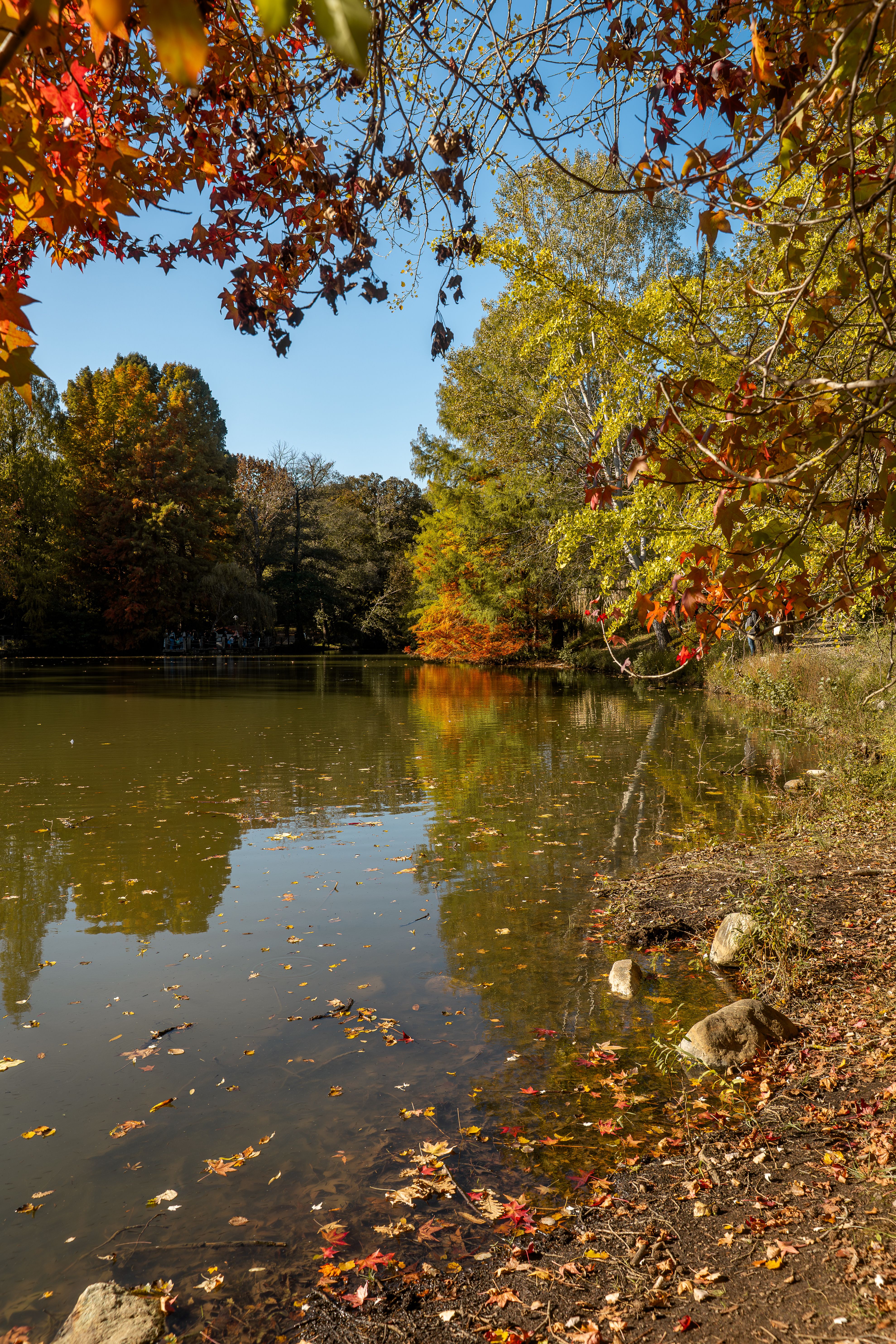 Serene Autumn Lake with Colorful Foliage · Free Stock Photo