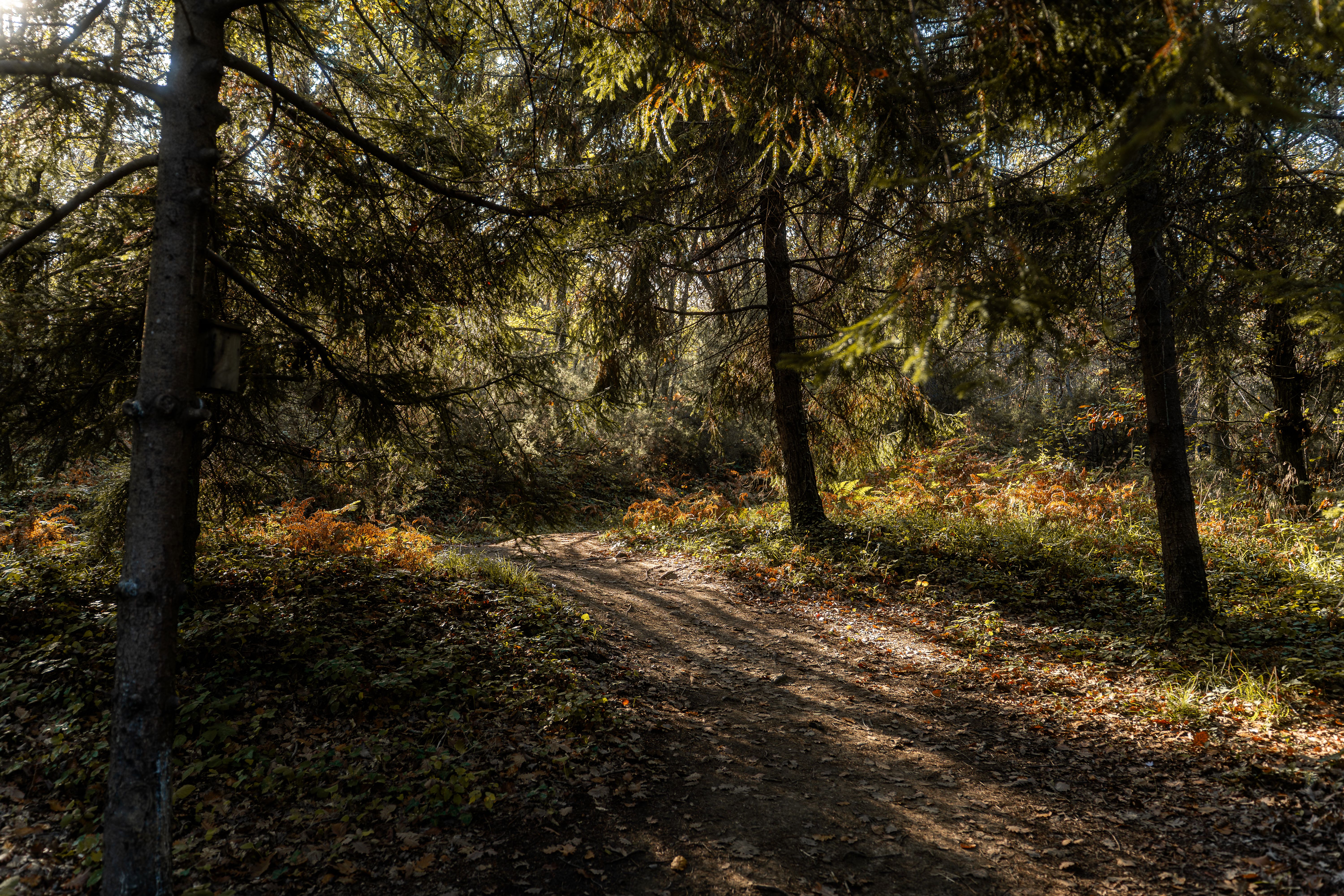 Serene Sunlit Forest Path in Early Fall · Free Stock Photo