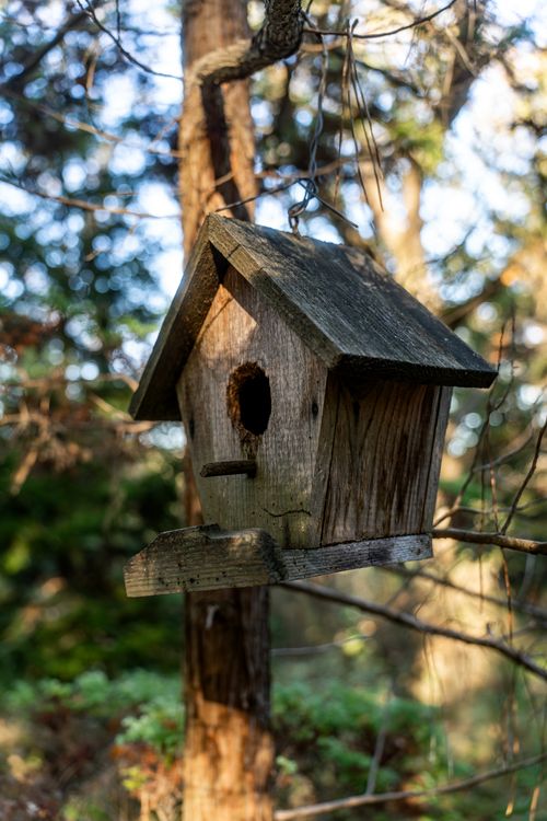 Free A rustic wooden birdhouse hangs on a tree surrounded by lush forest greenery. Stock Photo
