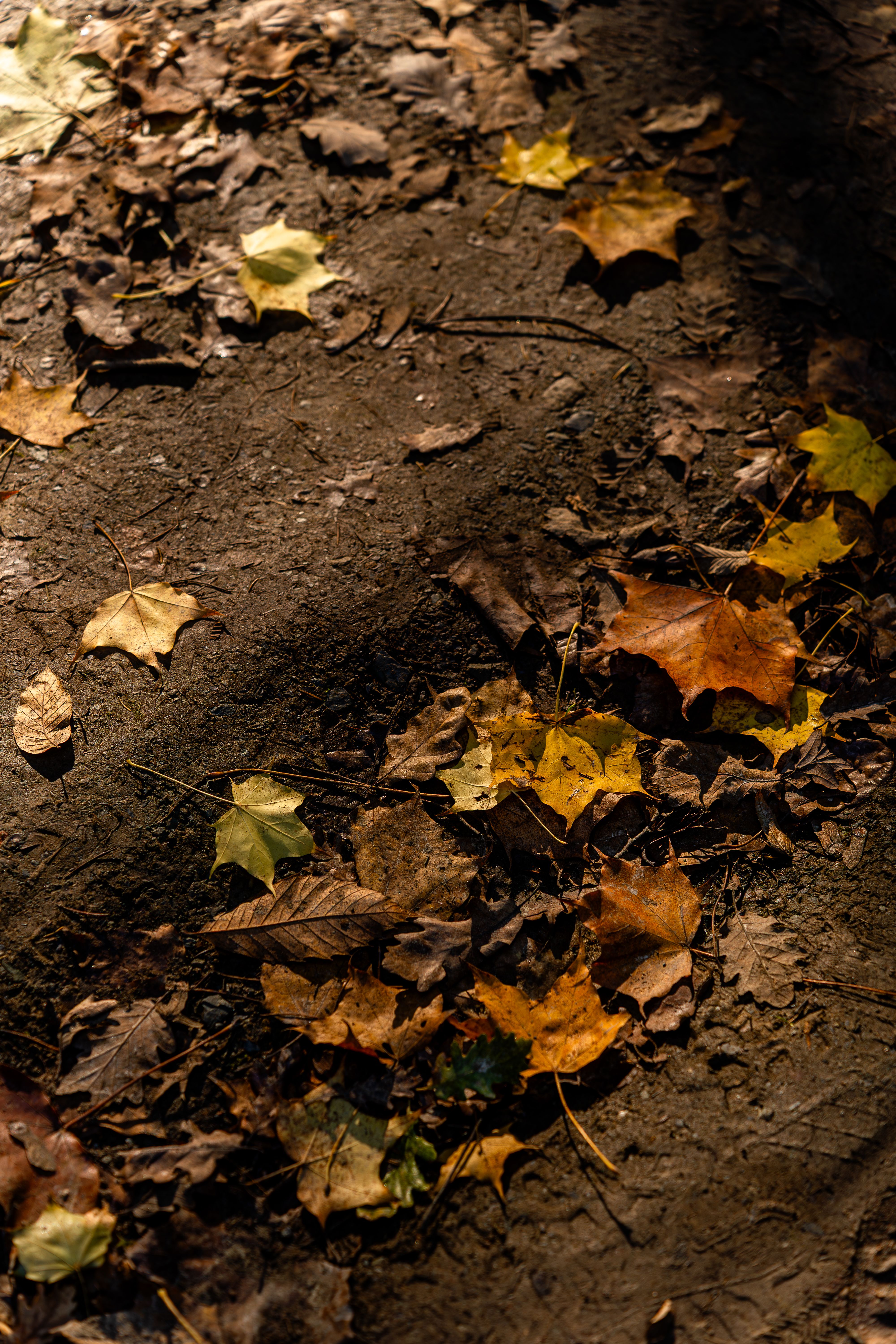 A serene view of colorful autumn leaves scattered over a forest floor in warm sunlight.