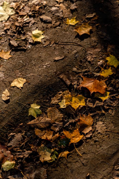 Free A serene view of colorful autumn leaves scattered over a forest floor in warm sunlight. Stock Photo