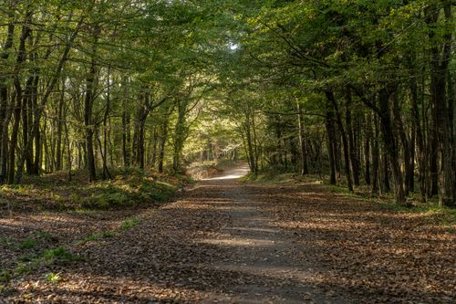 Free A tranquil forest pathway surrounded by lush green trees in daylight. Stock Photo