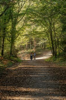 A peaceful scene of a couple walking down a forest path surrounded by lush greenery.