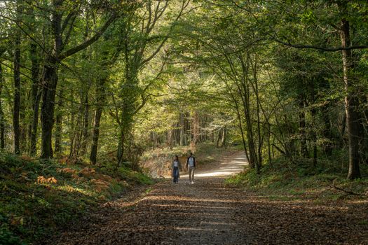A couple walks through a peaceful forest in autumn, surrounded by lush trees.