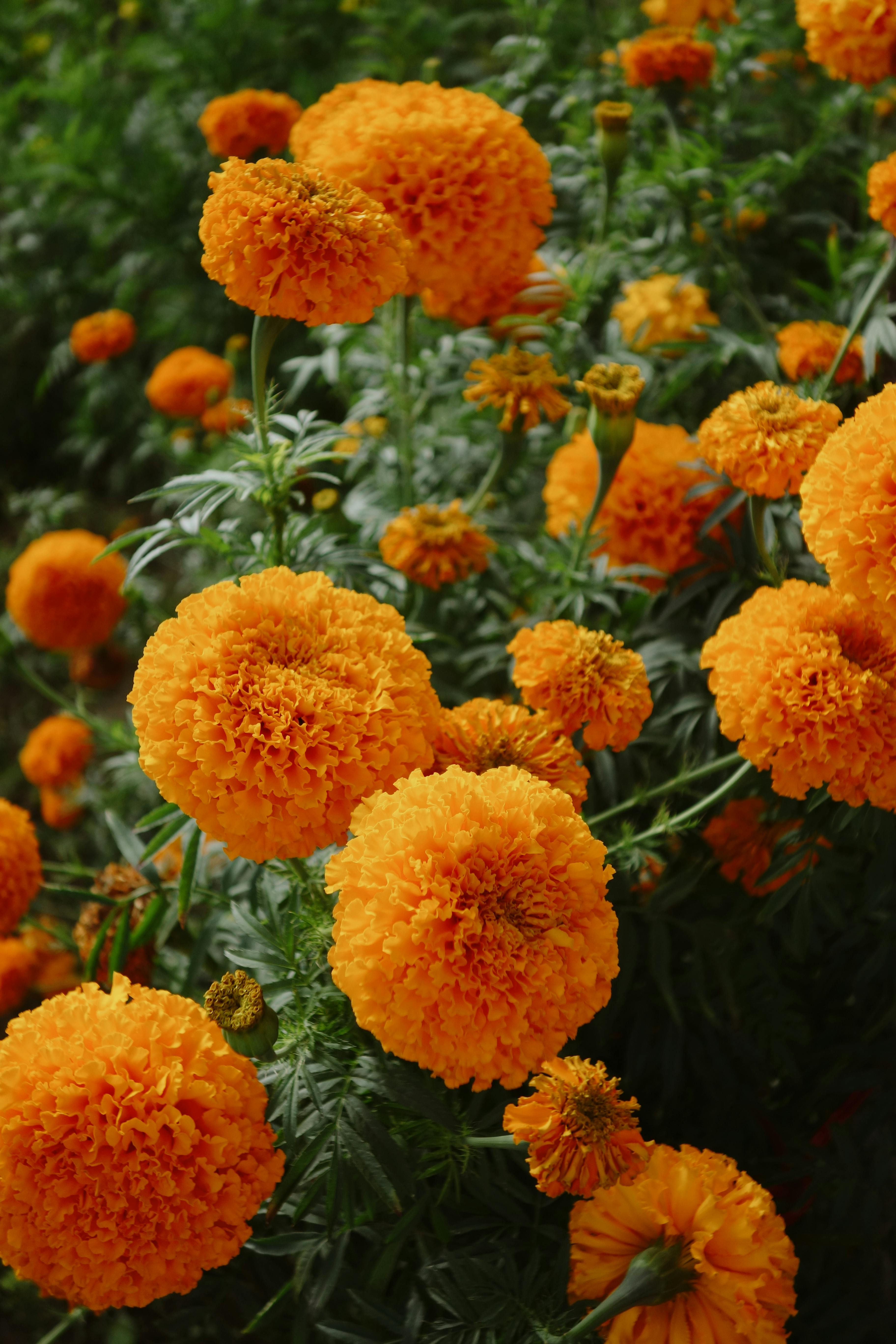 Free A captivating cluster of vibrant orange marigold flowers in full bloom, set outdoors. Stock Photo