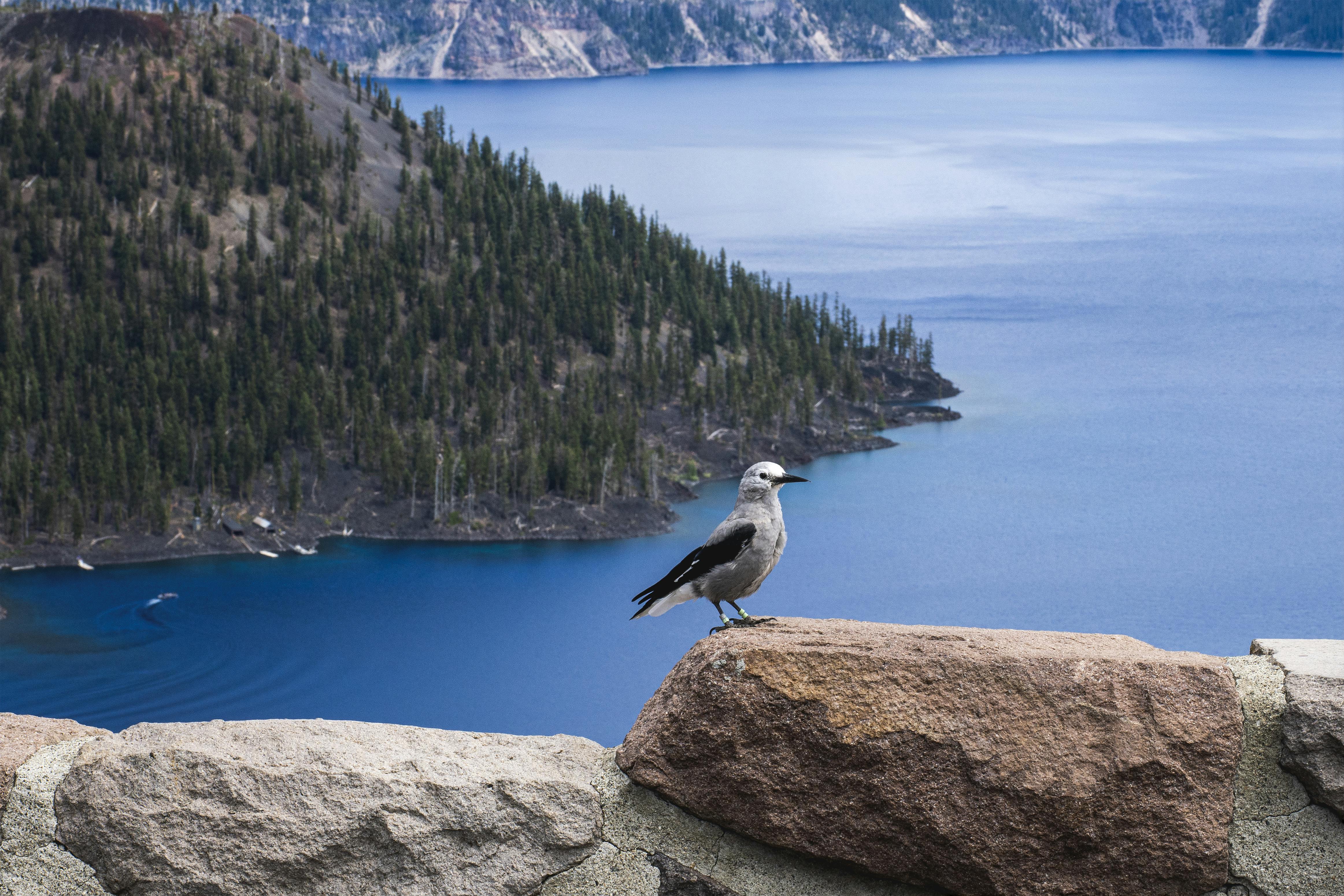 Clark's Nutcracker perched at scenic Crater Lake overlook, vibrant blue water and landscape background.