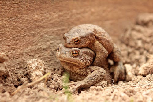 Two Brown Frogs