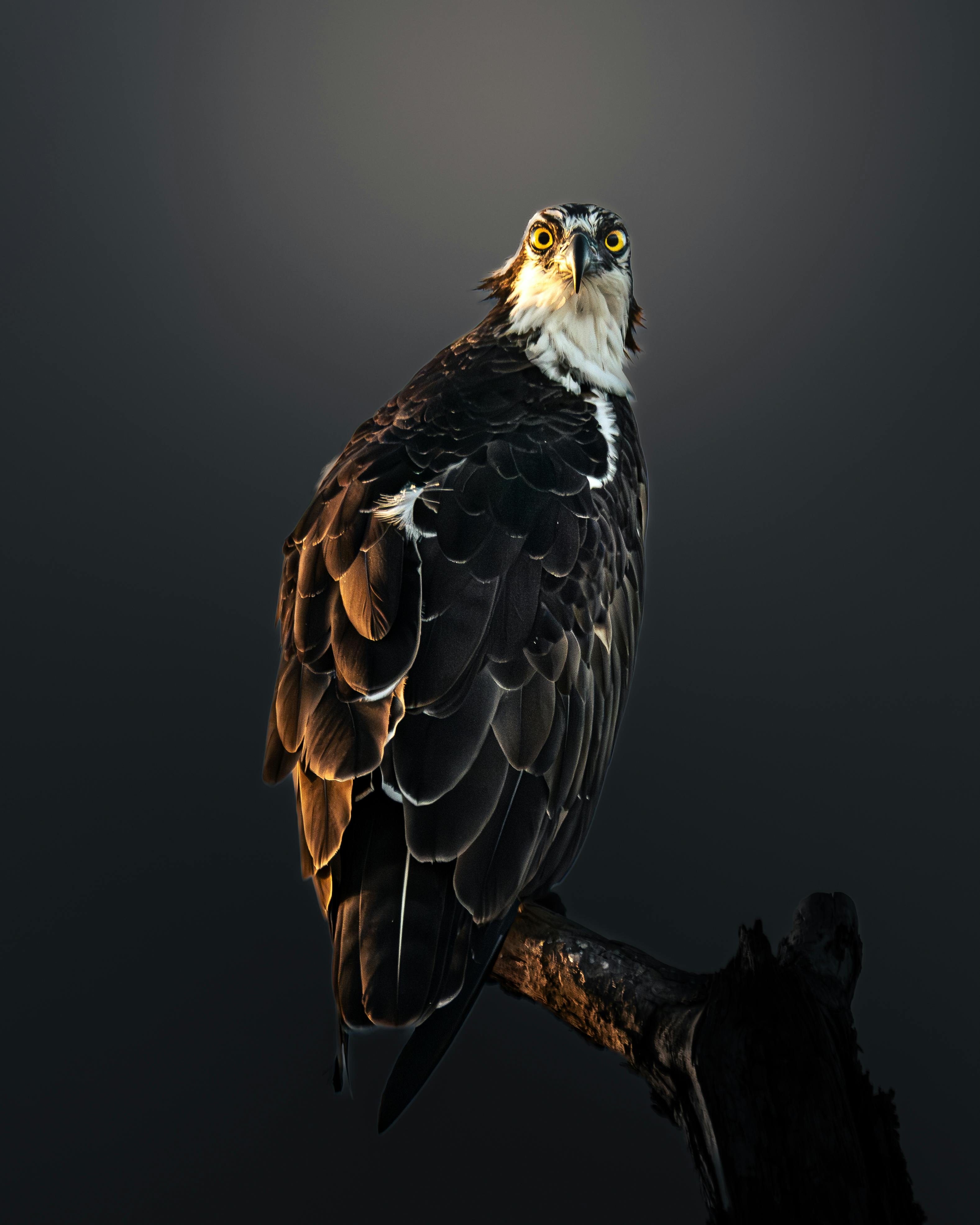 Stunning portrait of an osprey perched on a branch with dramatic lighting and smooth background.
