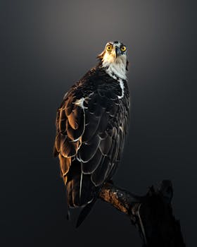 Stunning portrait of an osprey perched on a branch with dramatic lighting and smooth background.