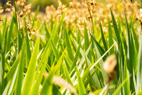 Free stock photo of green, nature, nnature Stock Photo