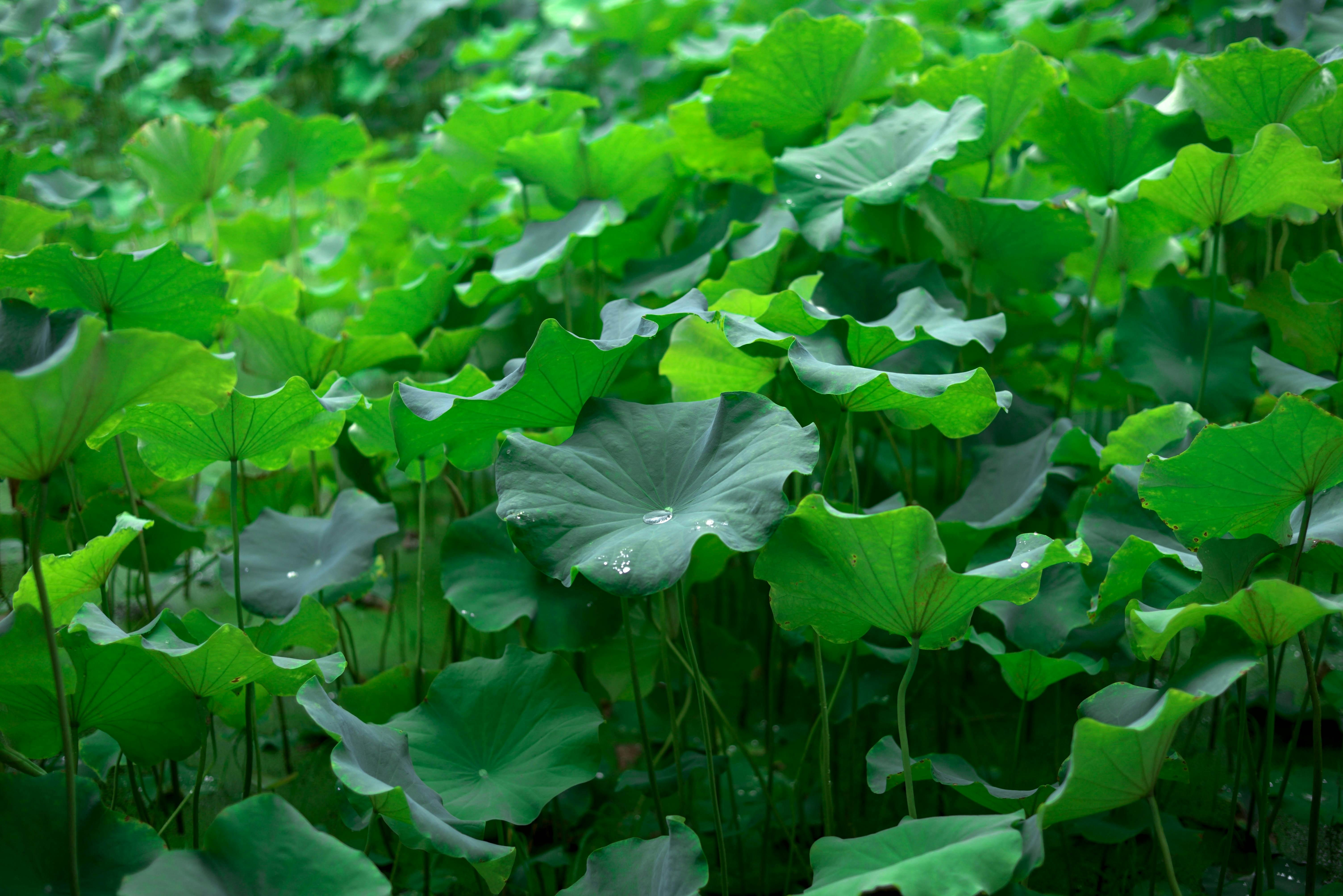 Quantum Energy Shifts in Mystical Flora: Unlocking Nature's Hidden Power