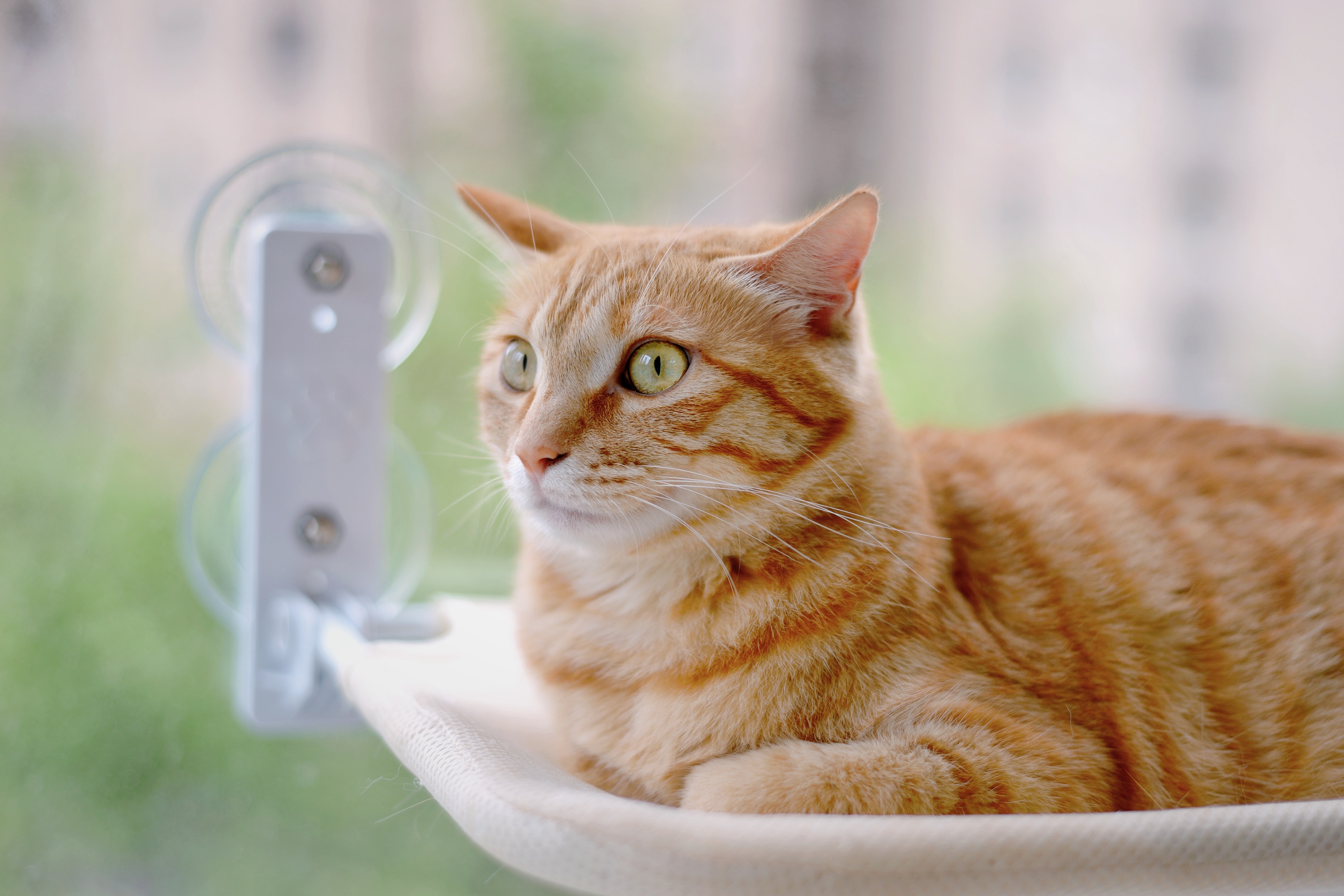 Ginger tabby cat relaxing on a window perch with a soft, blurred background.