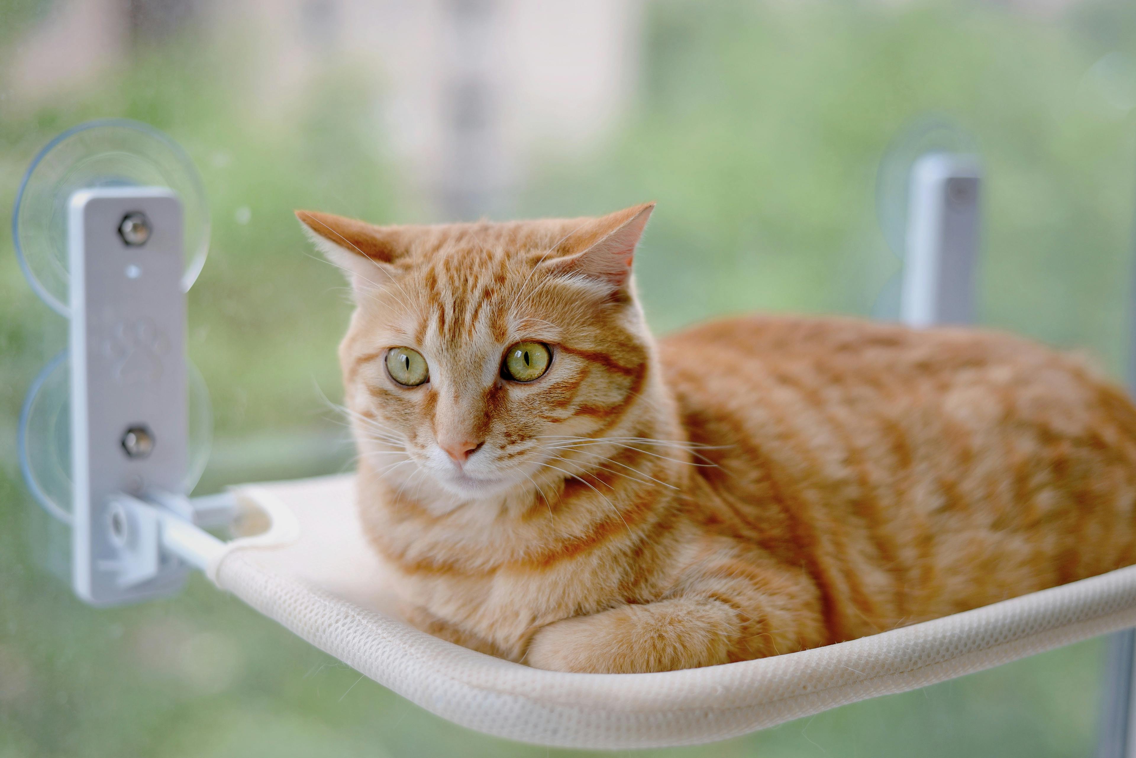 An orange tabby cat rests comfortably on a window hammock indoors.