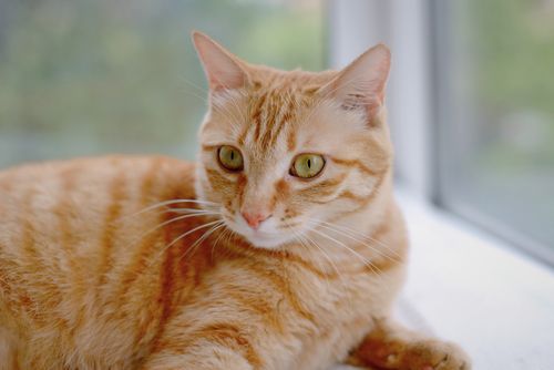 Free A relaxed orange tabby cat lounging indoors by a window. Stock Photo