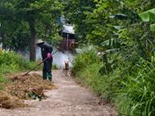 A gardener tends to a rural path with a dog and lush green jungle foliage surrounding.