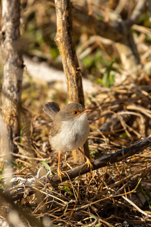 Free Close-up of a female superb fairywren perched on a branch in New South Wales, Australia. Stock Photo