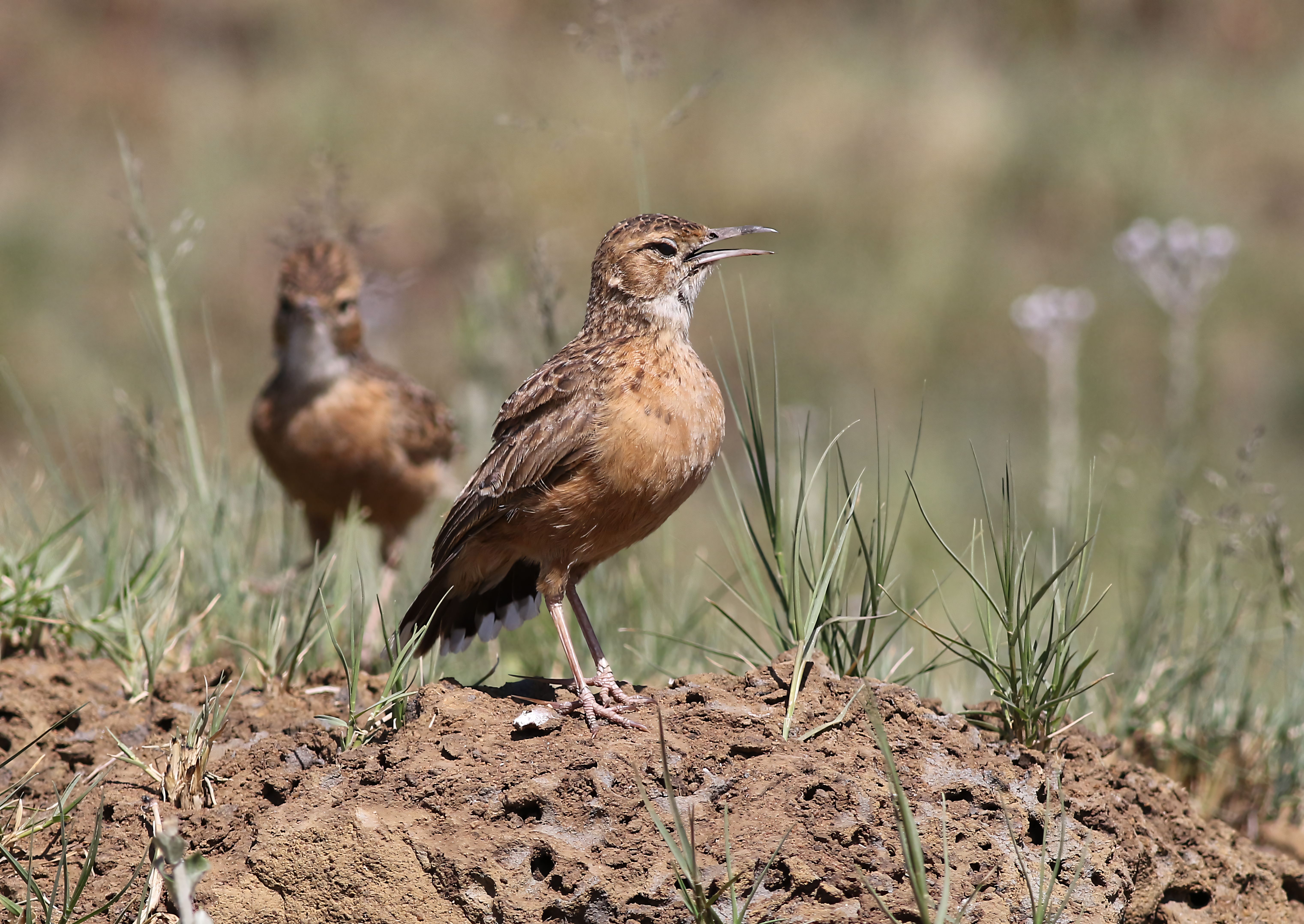 Spike-Heeled Lark in Natural Habitat · Free Stock Photo