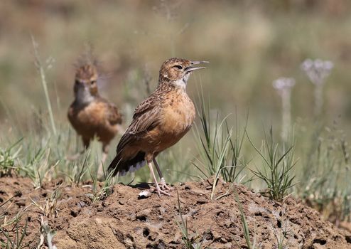 Spike-heeled lark (Chersomanes albofasciata) in its natural environment, showcasing its unique posture.