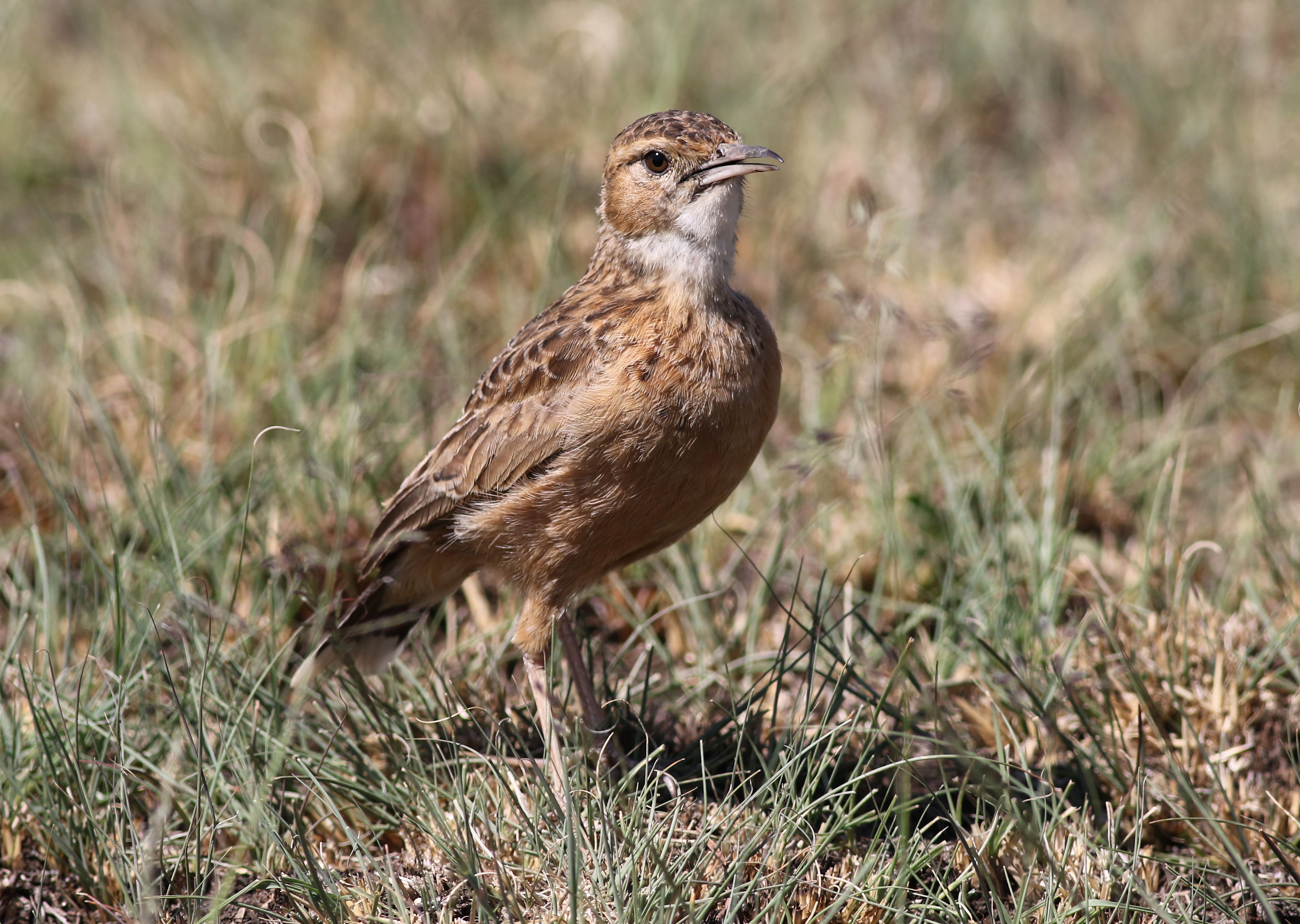 Spike-heeled Lark in Natural Habitat · Free Stock Photo