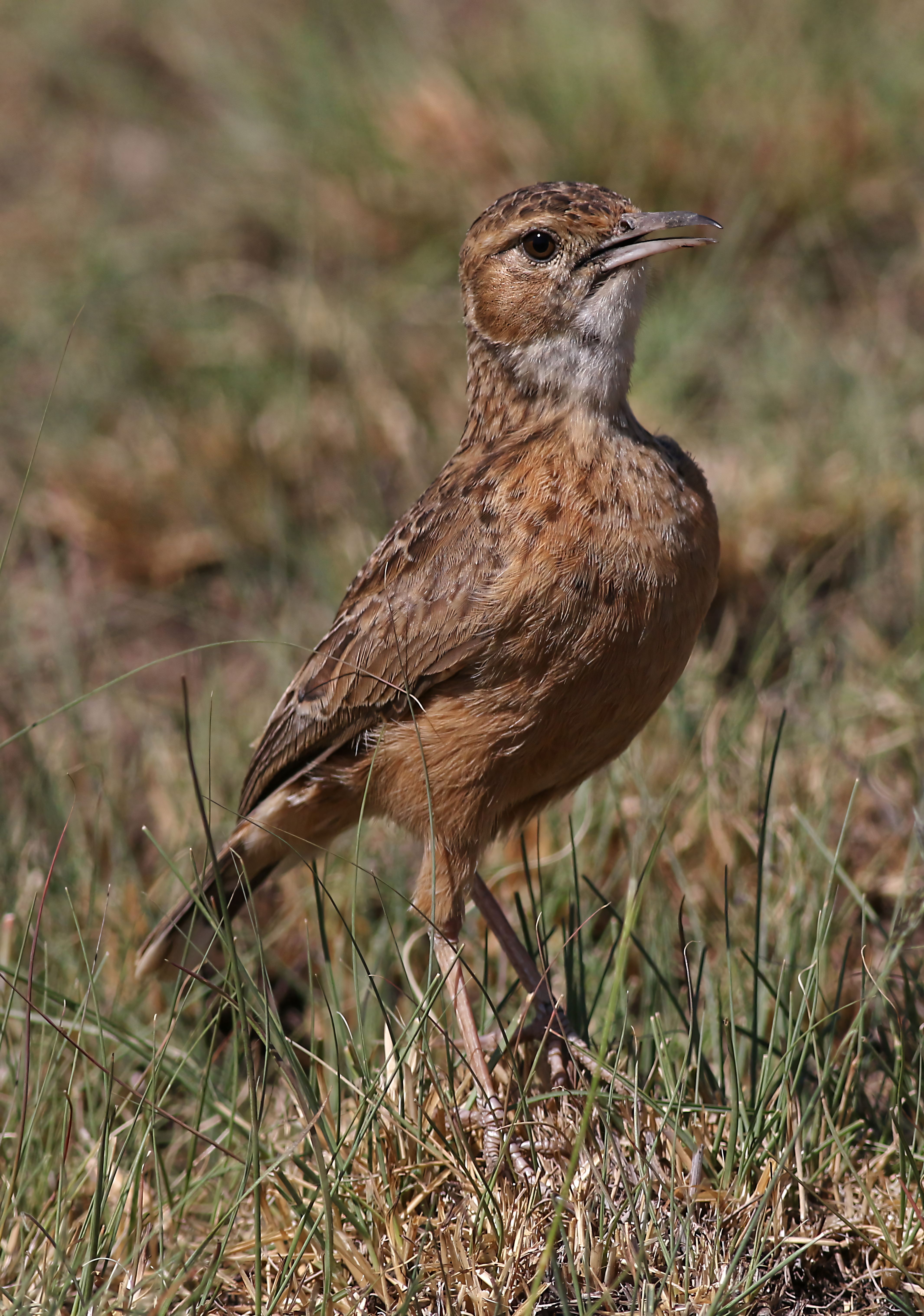 Close-up of a Spike-Heeled Lark (Chersomanes albofasciata) standing in grass.