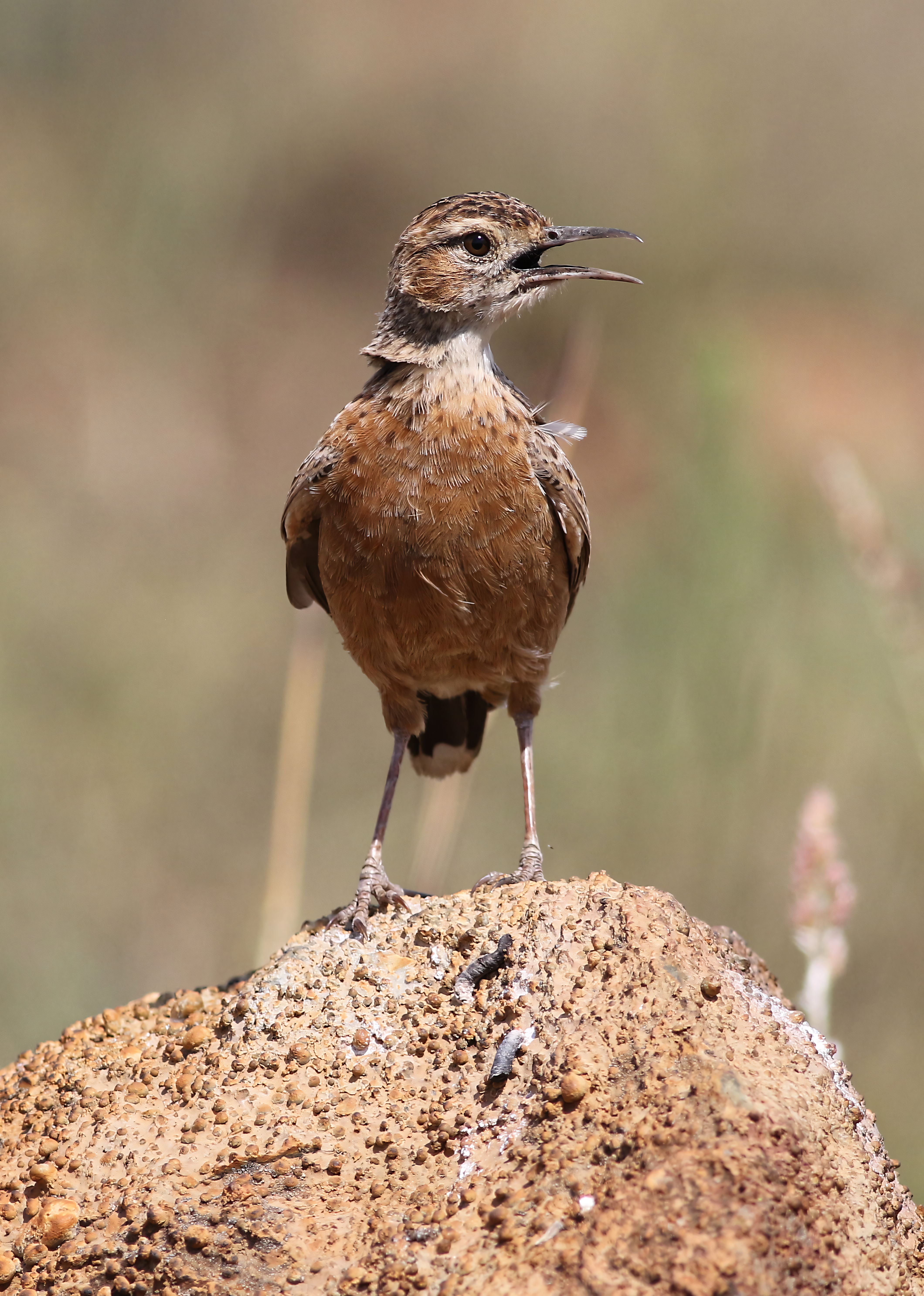 Alouette à Talons Pointus Sur Un Rocher Dans Son Habitat Naturel ...