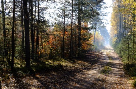 Scenic forest path with autumn foliage creating a serene atmosphere. Perfect for nature lovers.