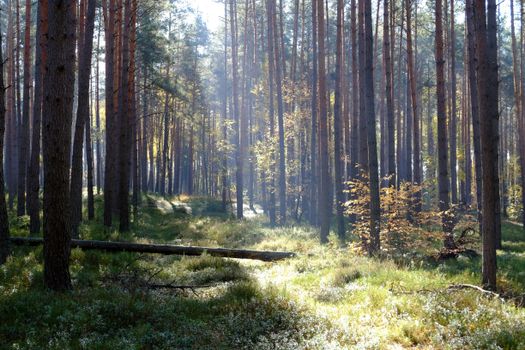 Beautiful forest scene with sunlight filtering through tall pines and lush greenery on the forest floor.